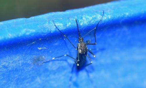 Ochlerotatus japonicus